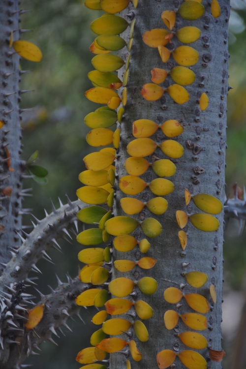 closeup of thorned tree with yellow leaves